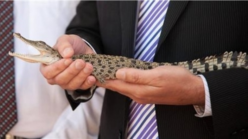 Pourquoi l’Australie offre-t-elle un petit crocodile vivant au prince George ?